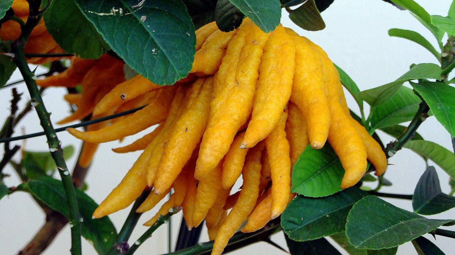 Ręka Buddy - zapomniane polskie lekarstwo przodków